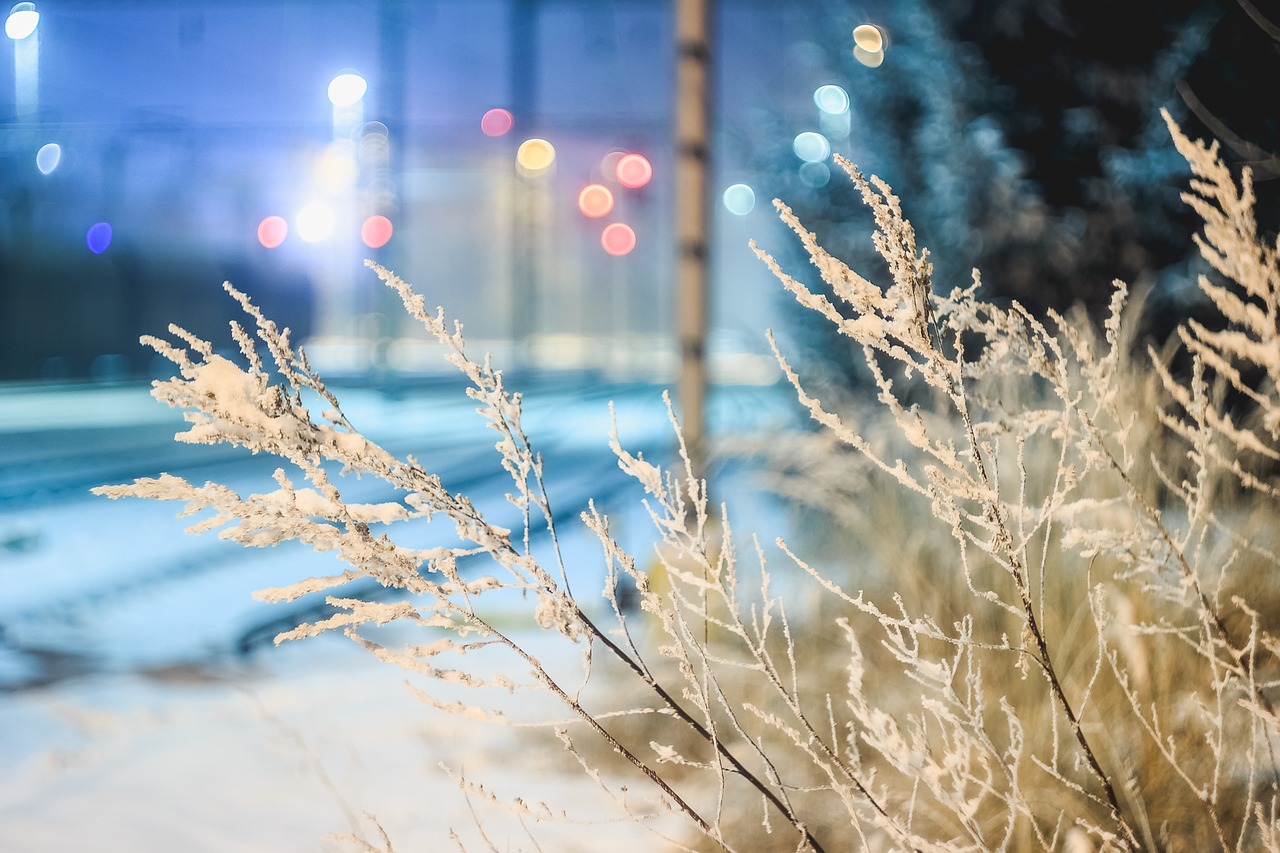 snow bush light free photo