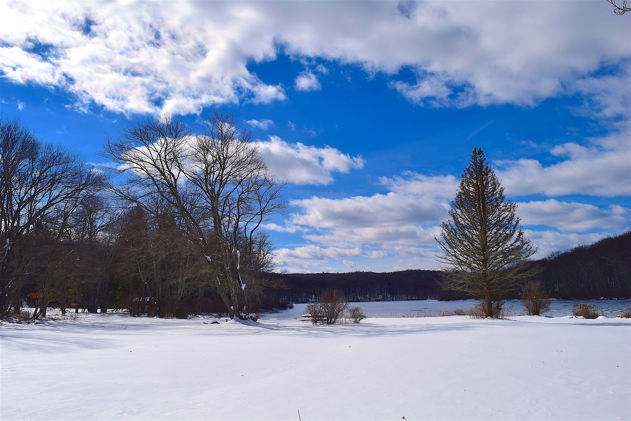 snow trees sky free photo