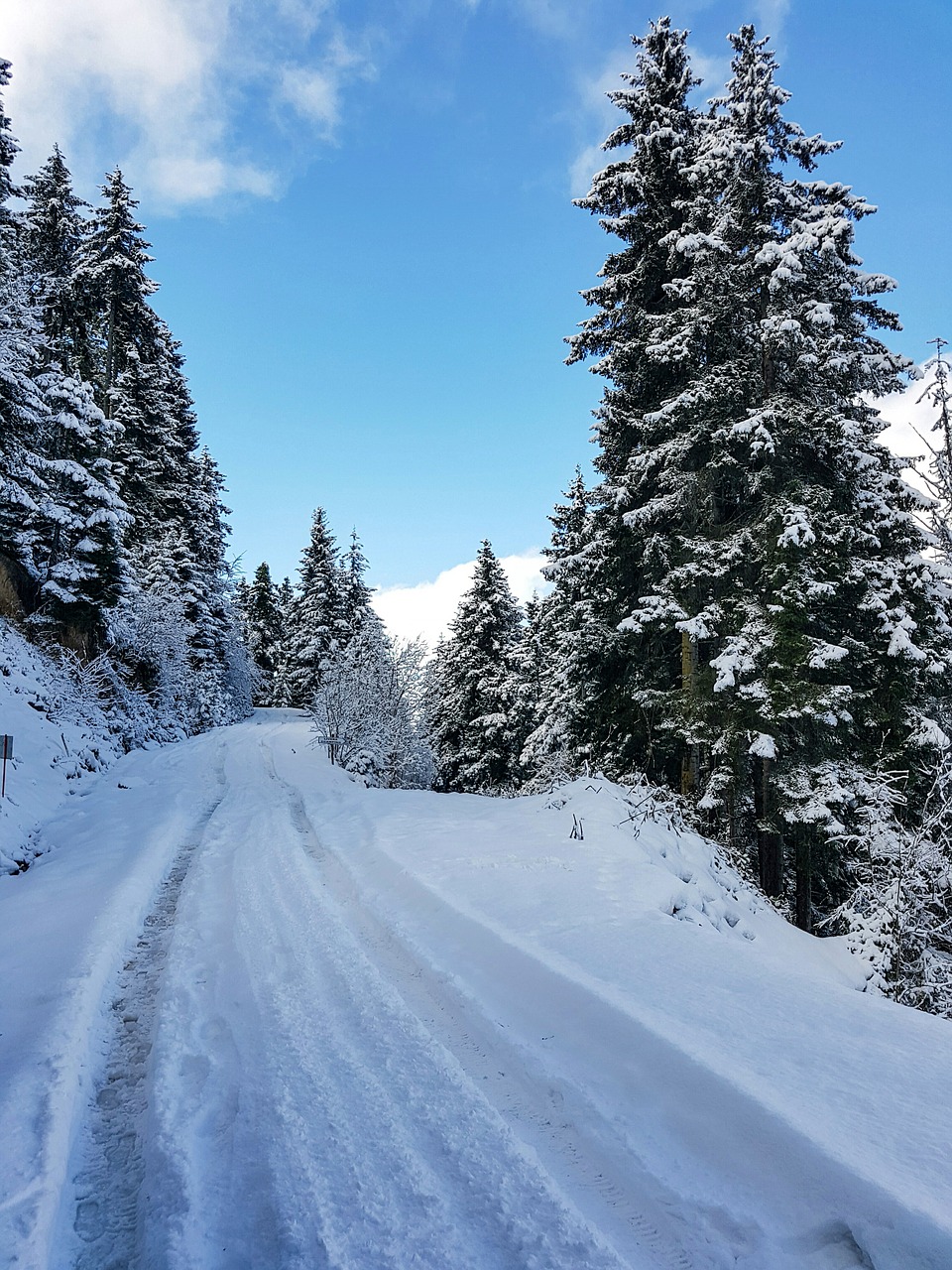 snow forest nature free photo