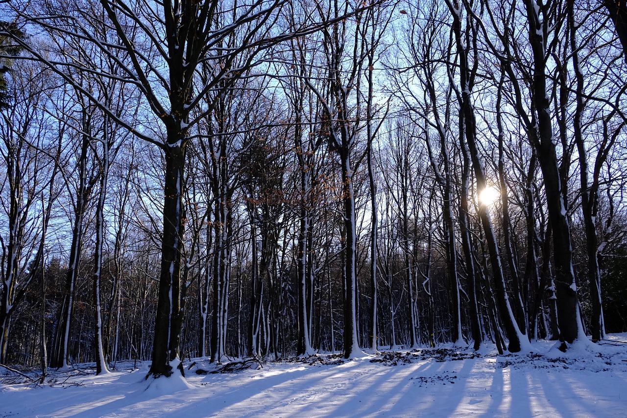 snow nature wood free photo