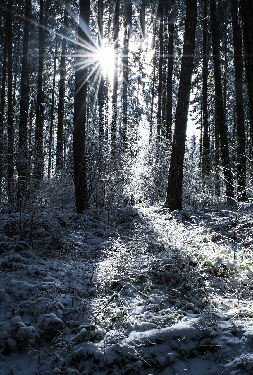 snow trees winter free photo