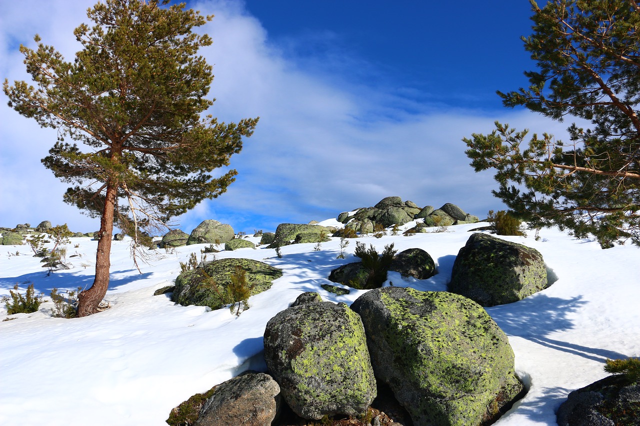 snow winter landscape free photo