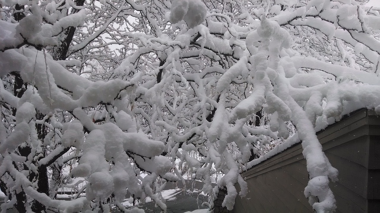 snow tree winter free photo