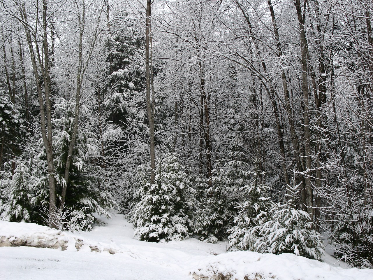 snow forest winter free photo