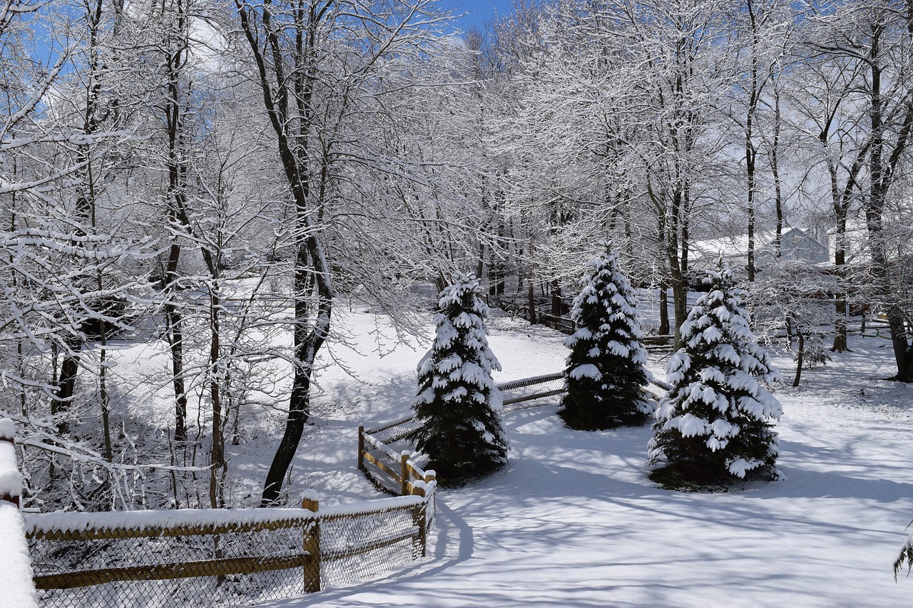 snow winter pine trees free photo