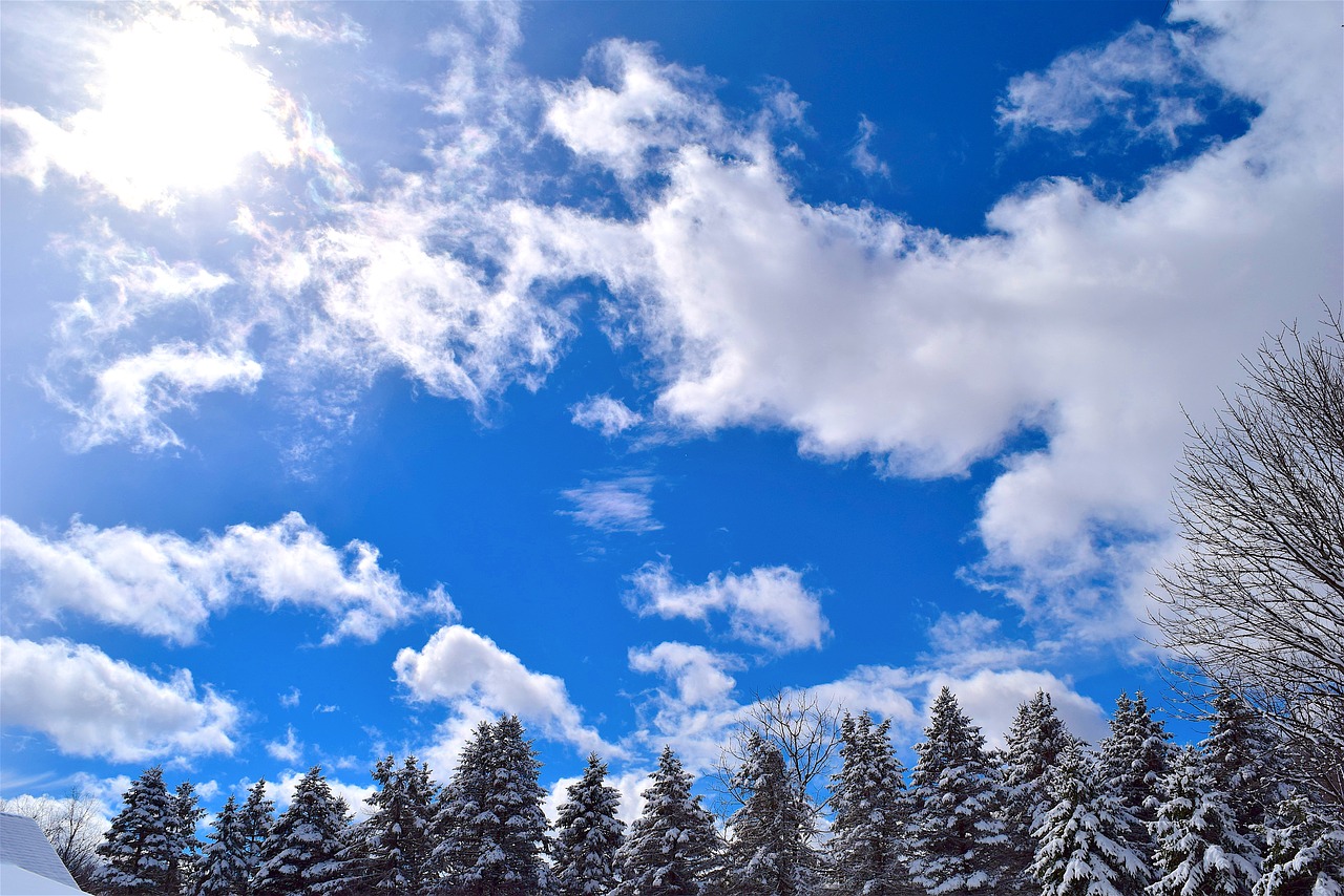 snow trees pine free photo