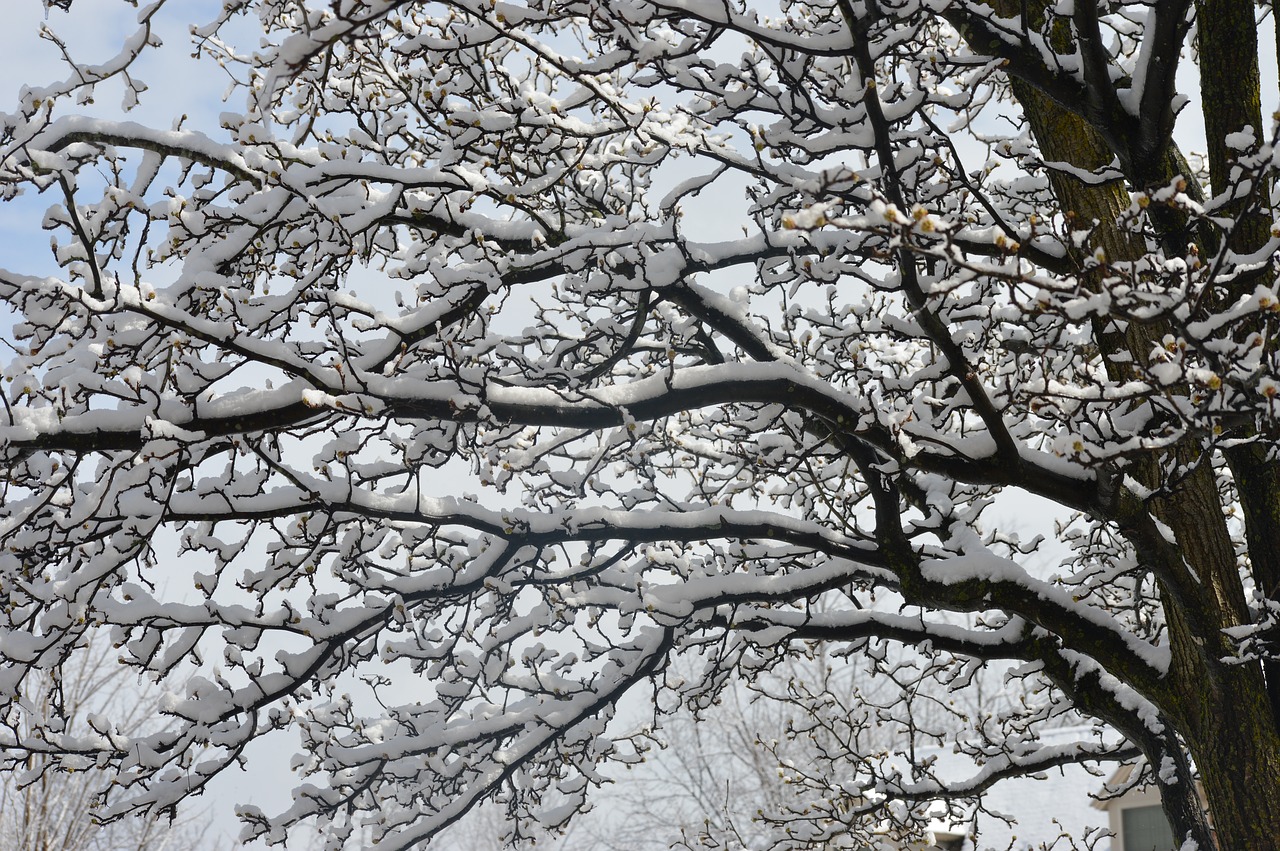 snow tree branch free photo