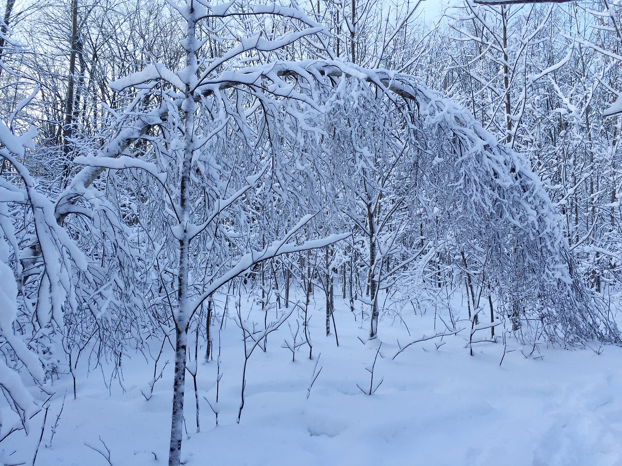 snow arc forest free photo