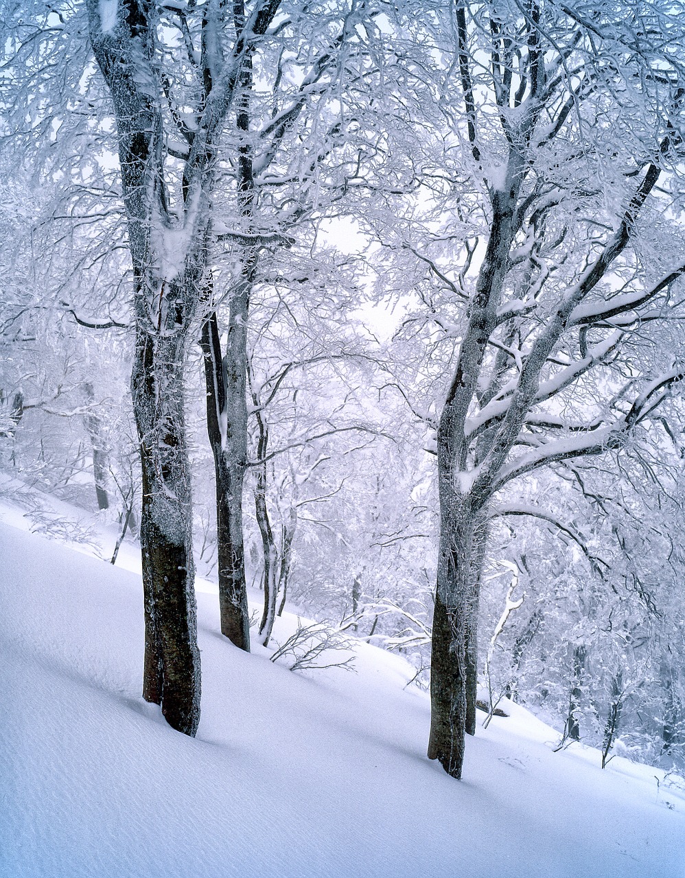 snow beech forest frozen free photo