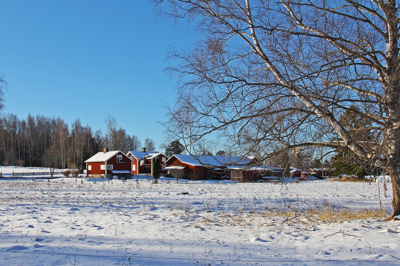 snow winter cold free photo