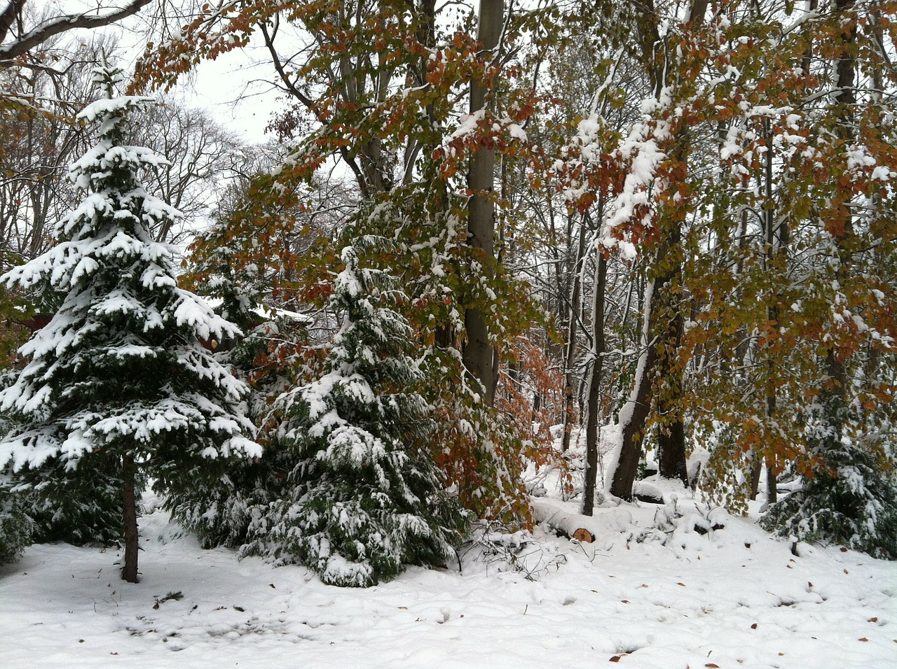 snow trees winter free photo