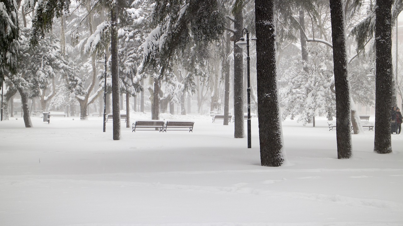 snow tree snowy road free photo