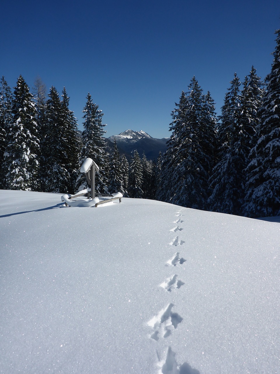 snow forest traces free photo