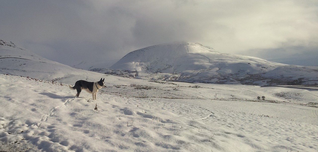 snow mountain dog free photo