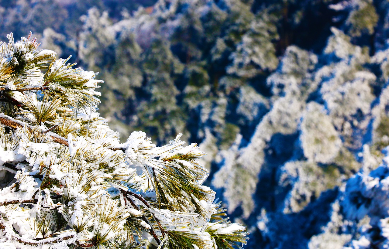 snow pine tree grain free photo