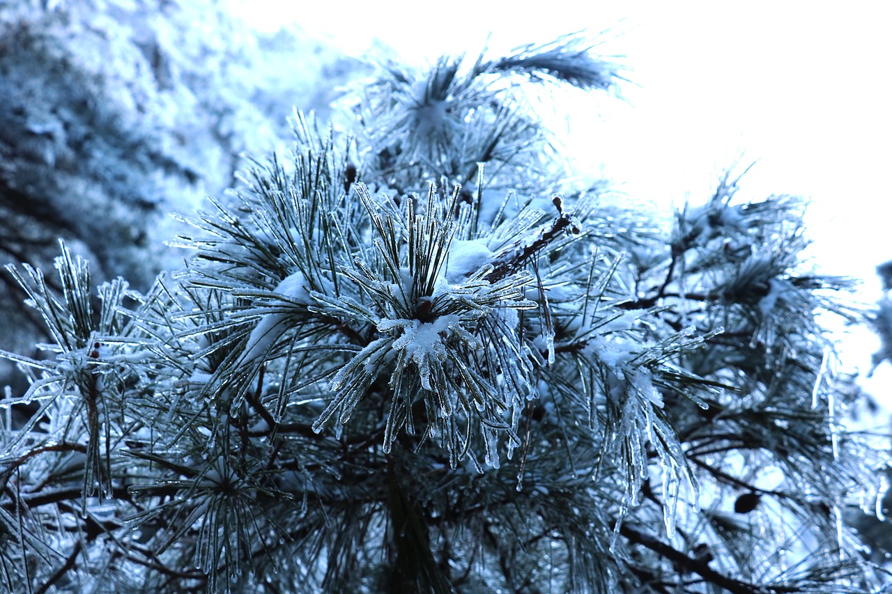 snow pine tree grain free photo