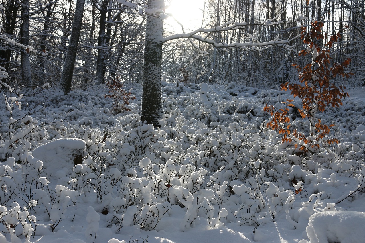 snow forest sun free photo