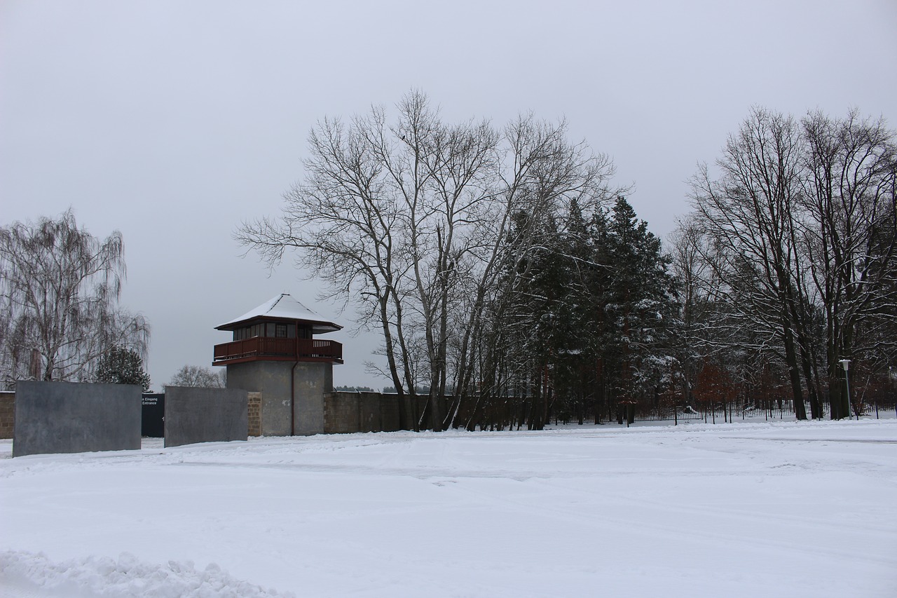 snow trees winter free photo