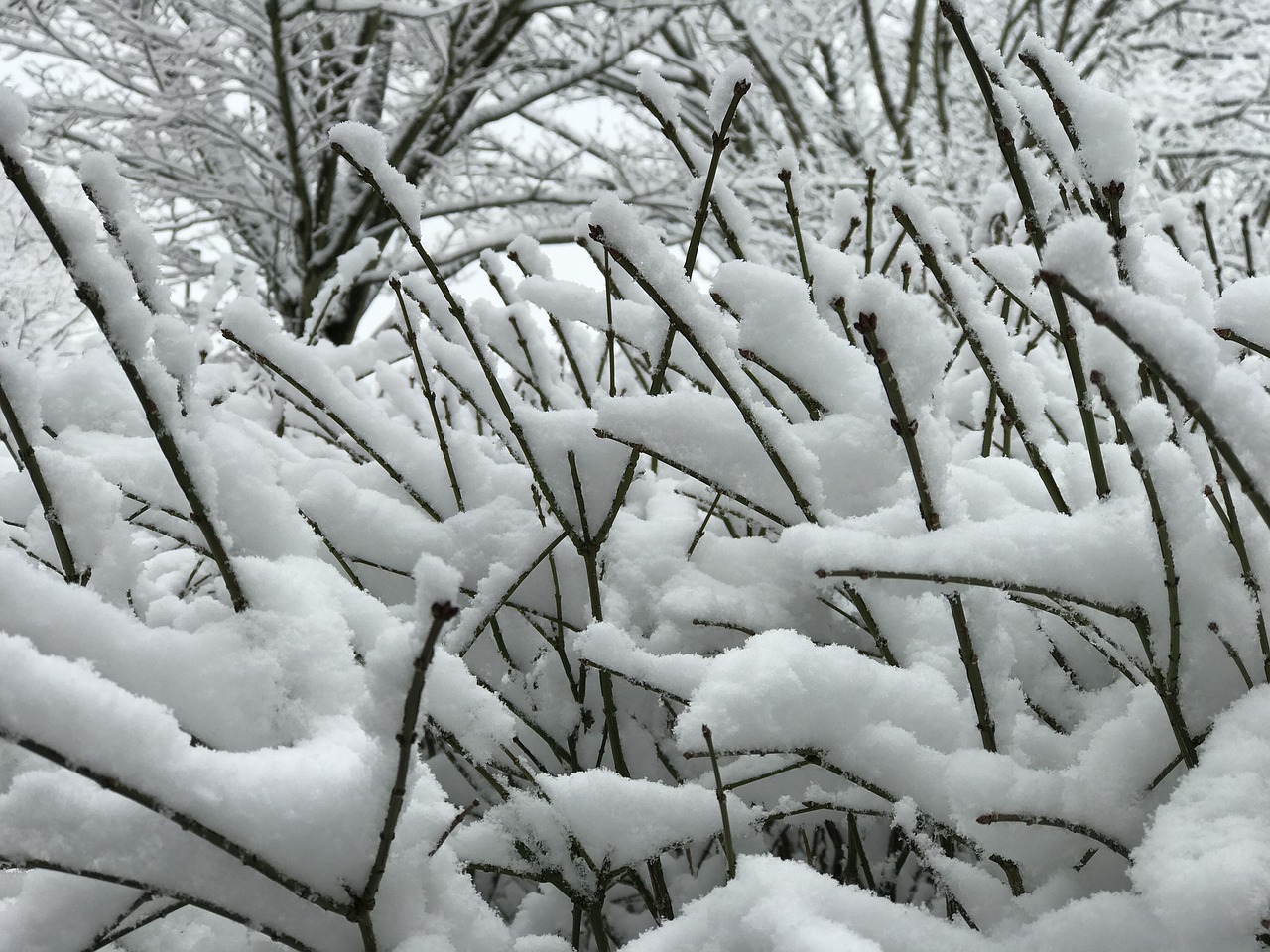 snow branches snowfall free photo