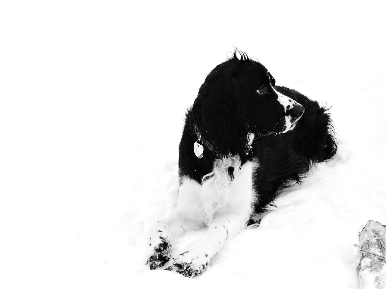 snow dog springer free photo