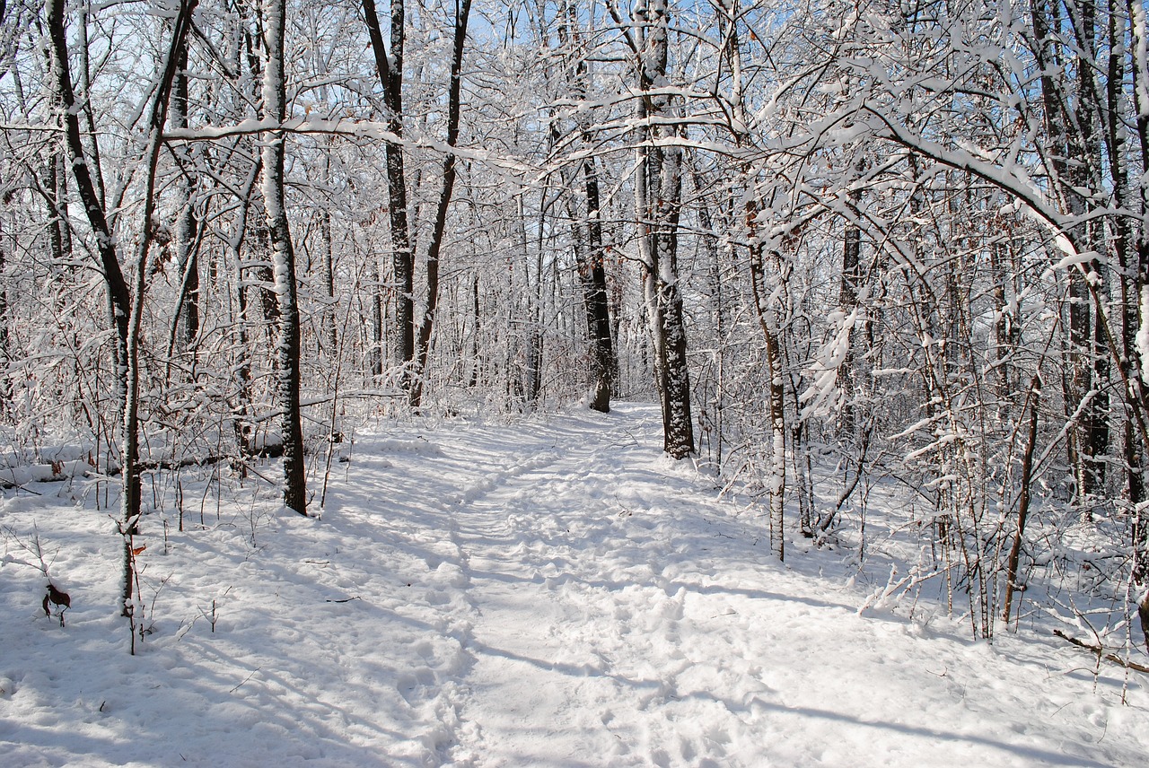 snow trail winter free photo