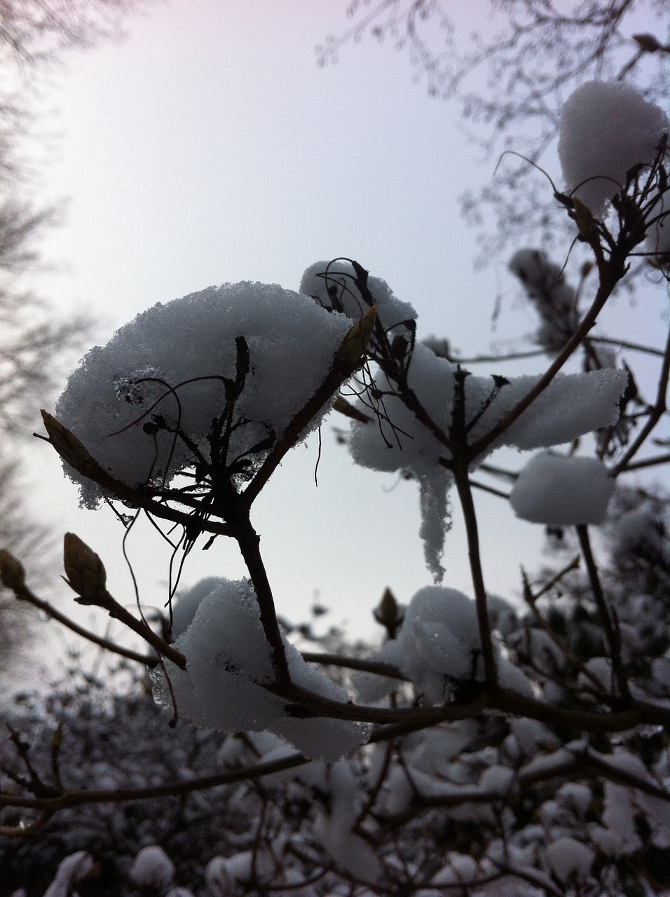 snow winter cold free photo