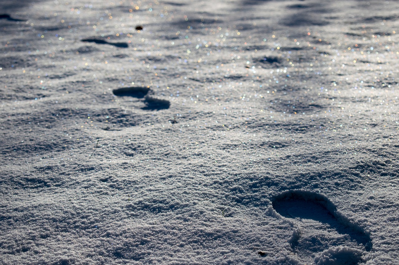 snow footprints winter free photo