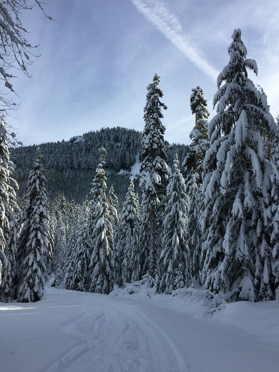 snow winter trees free photo