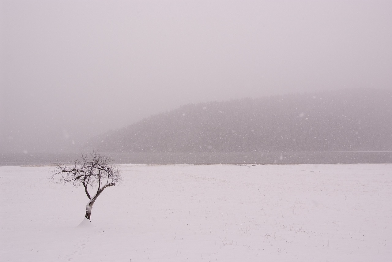 snow tree free pictures free photo