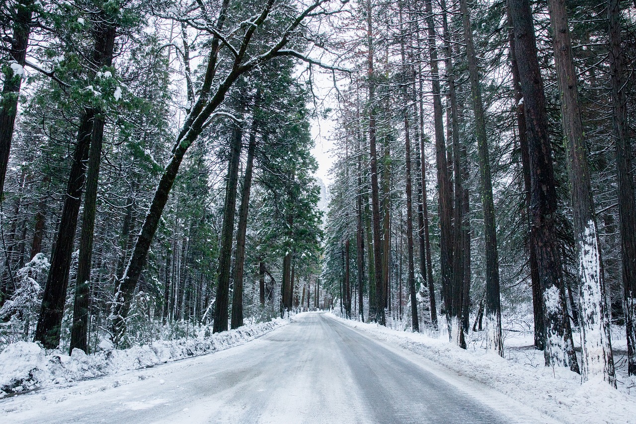 snow forest way free photo