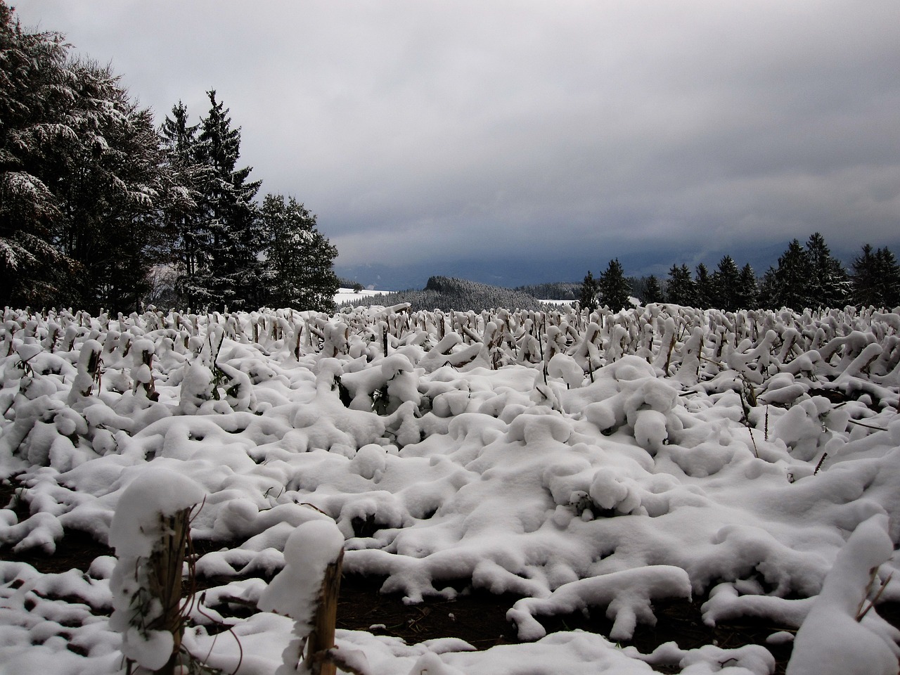 snow stubble cornfield free photo