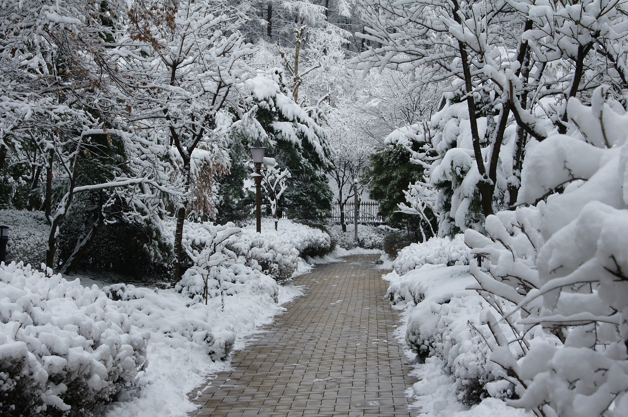 snow snow flower winter free photo