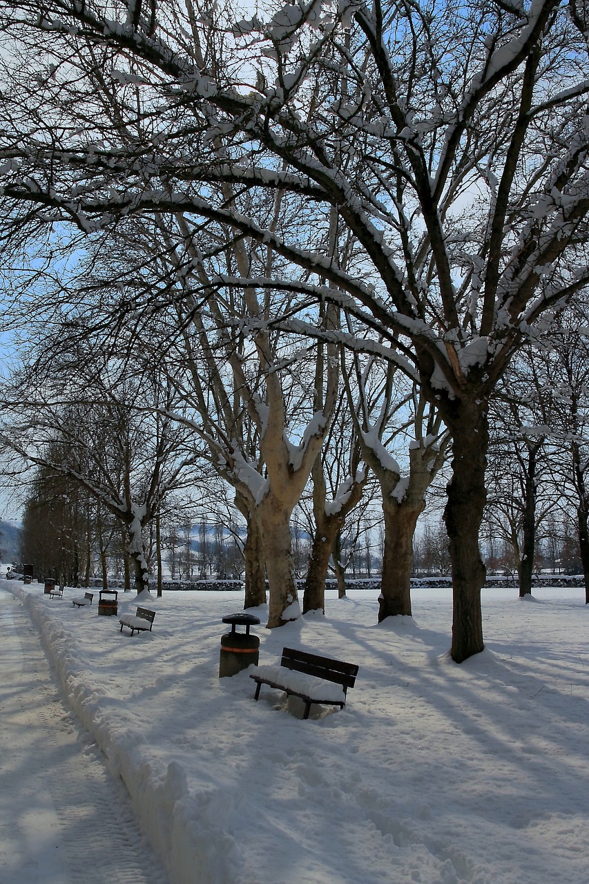 snow winter nature free photo