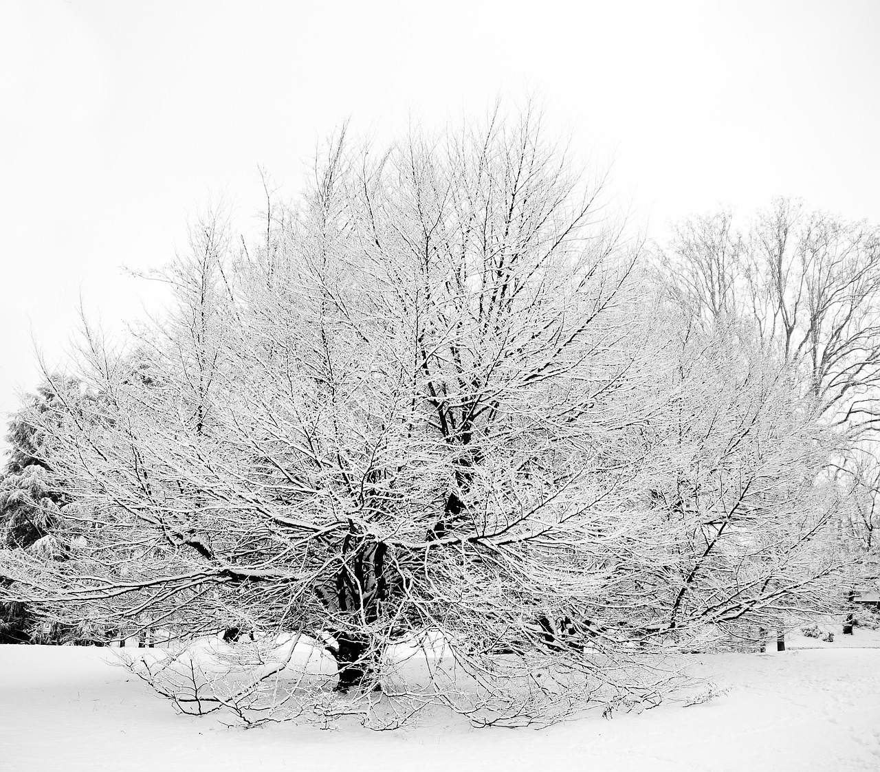 snow tree italy free photo