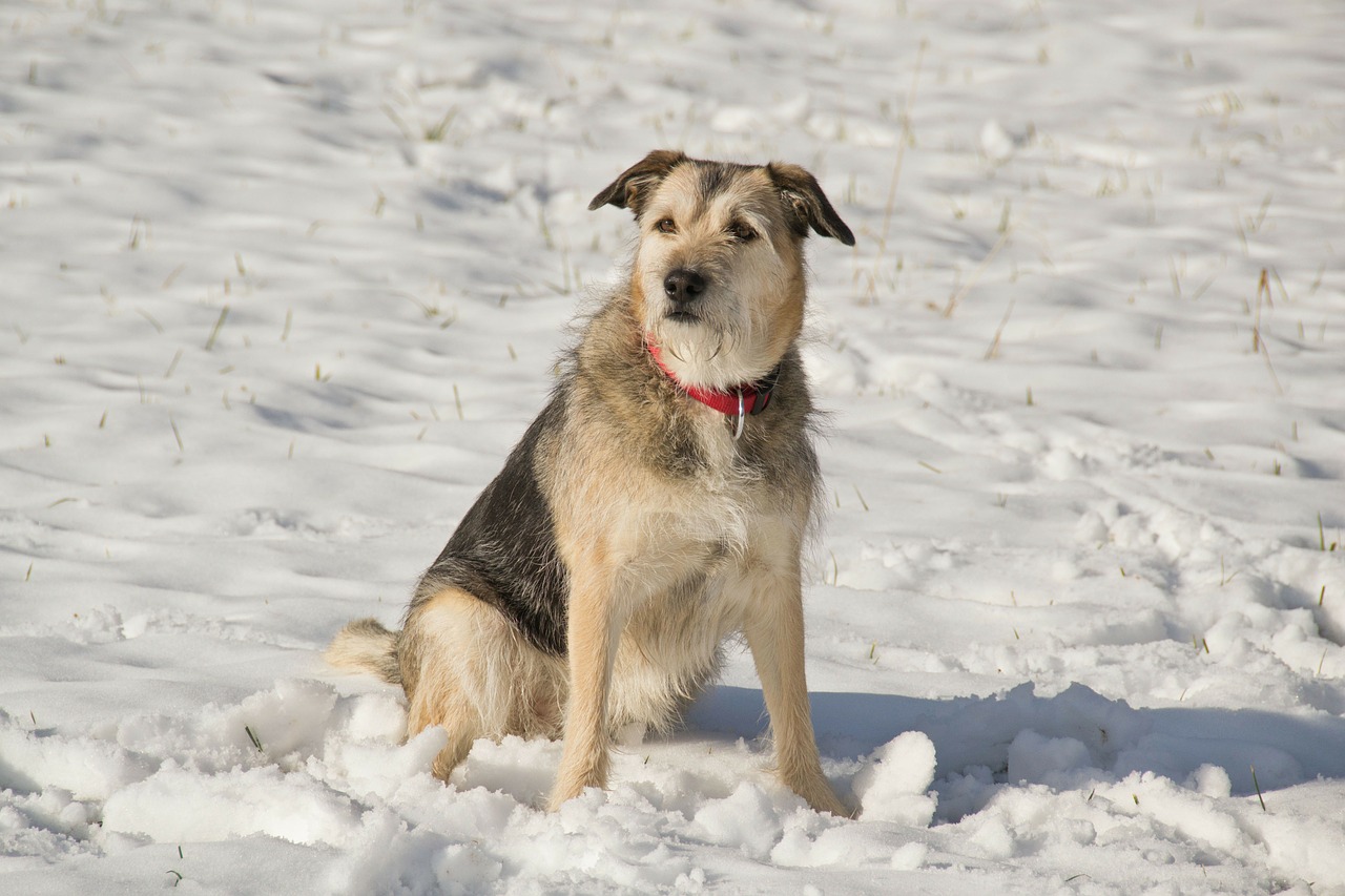 snow dog winter free photo