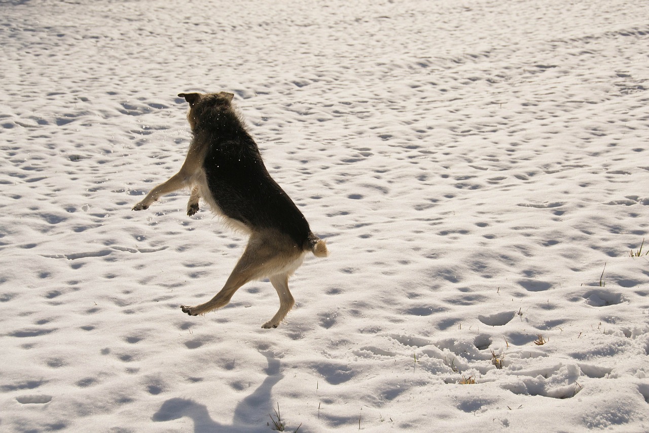 snow dog winter free photo