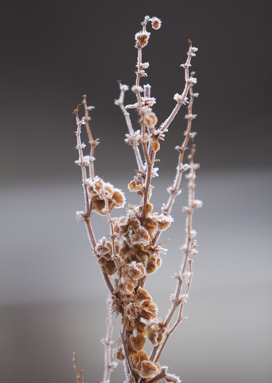 snow flower nature free photo