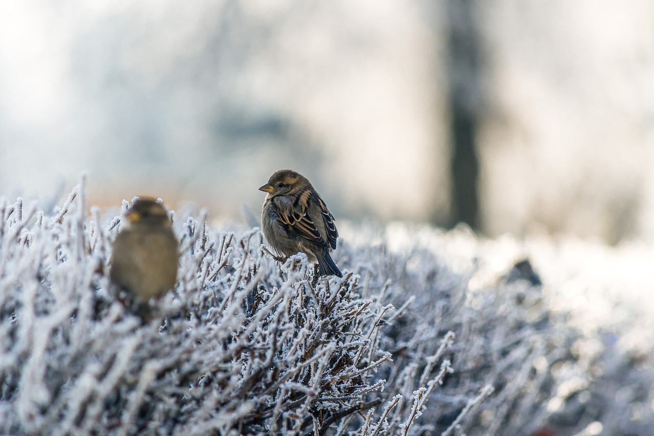 snow winter bird free photo