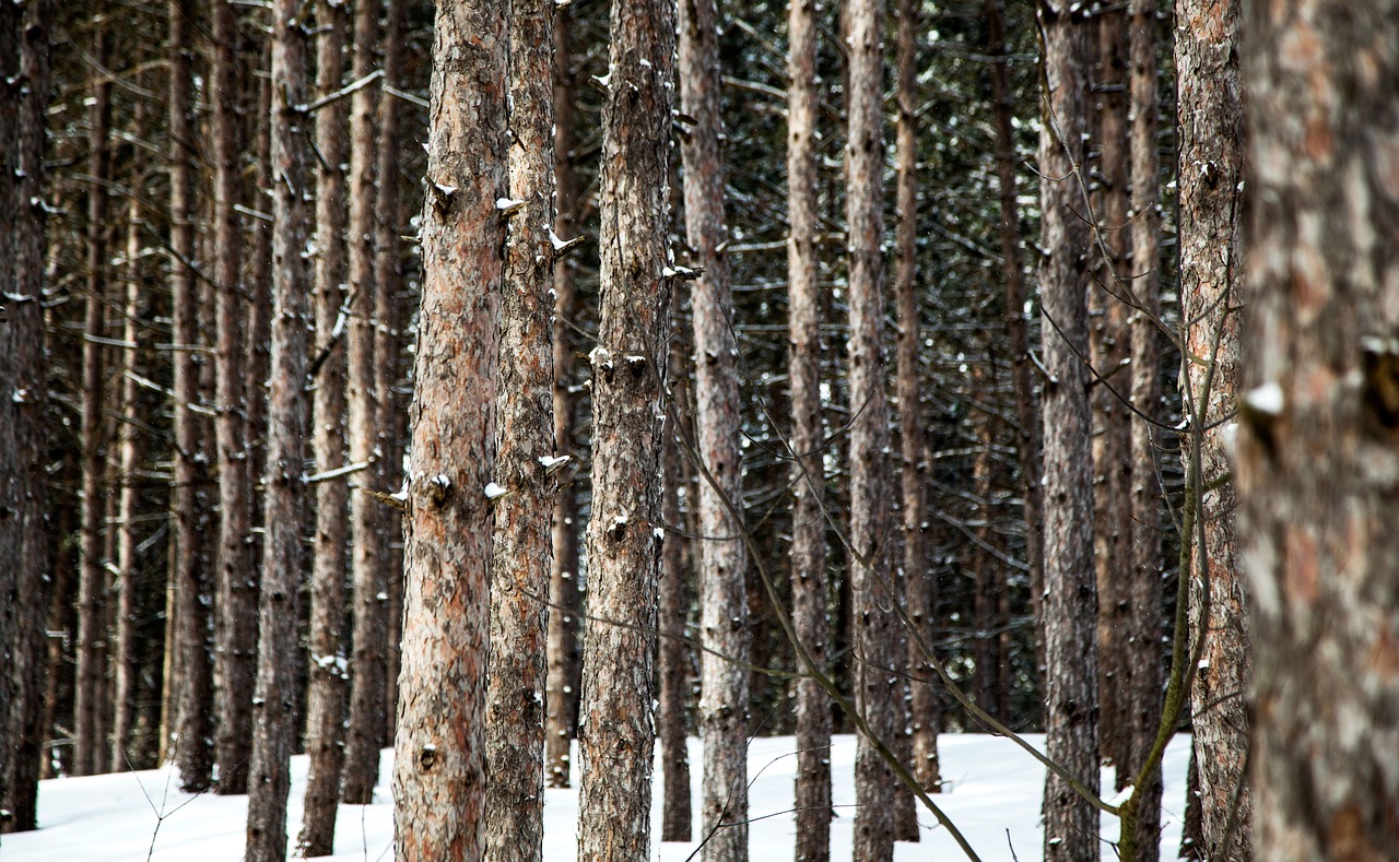 snow winter trees free photo