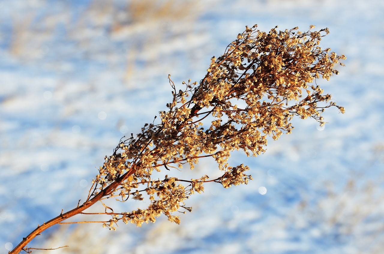 snow winter south dakota free photo