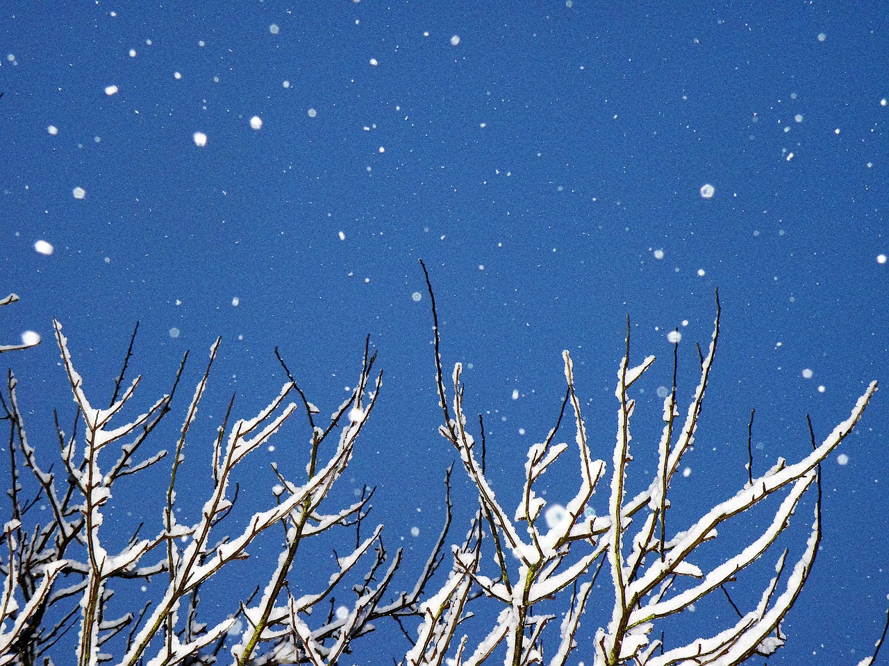 snow winter tree free photo