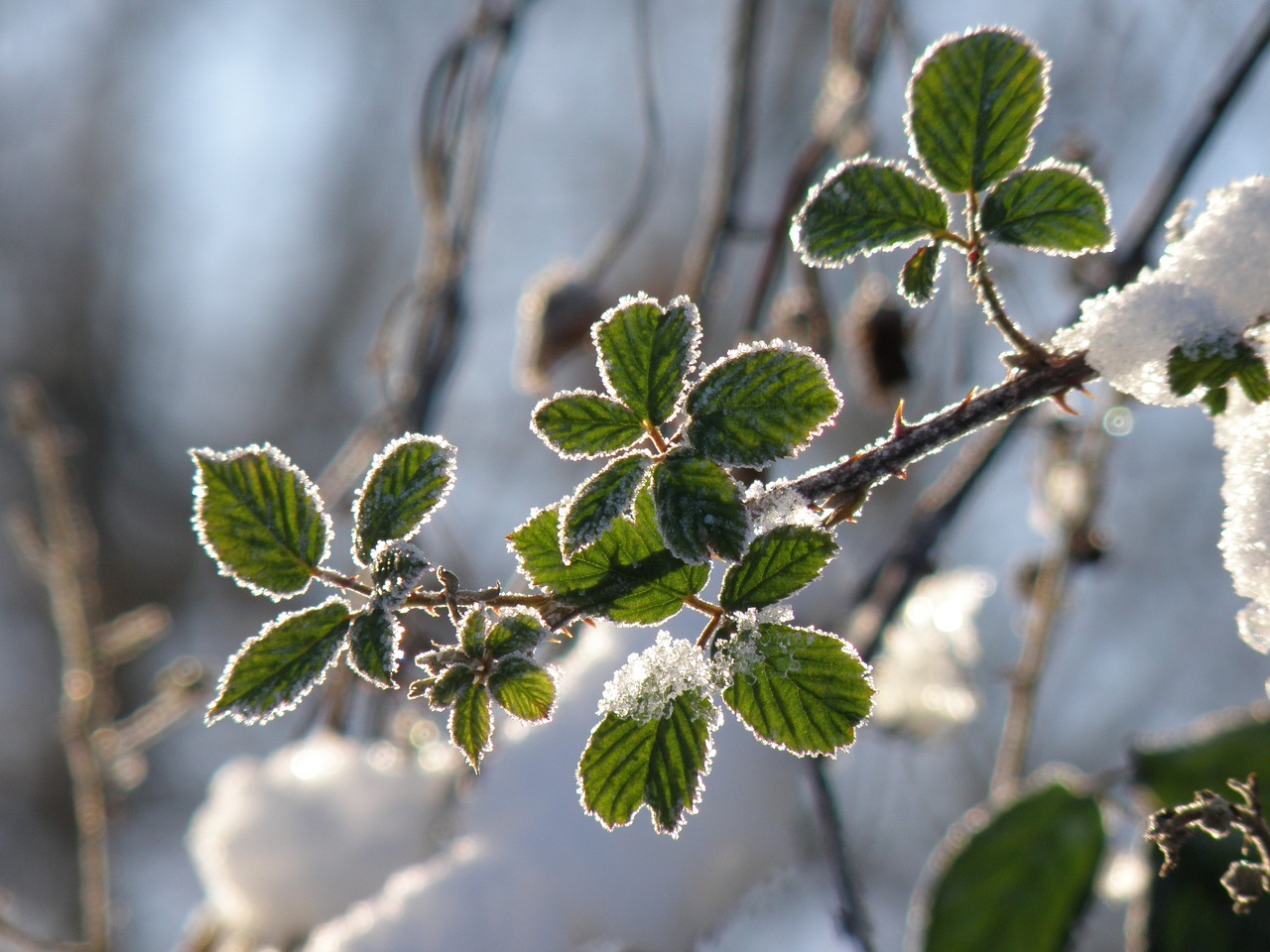 snow winter leaves free photo