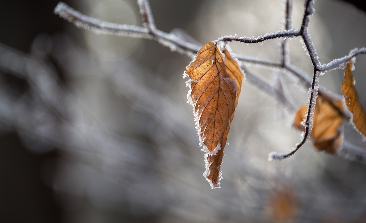 snow autumn leaves free photo