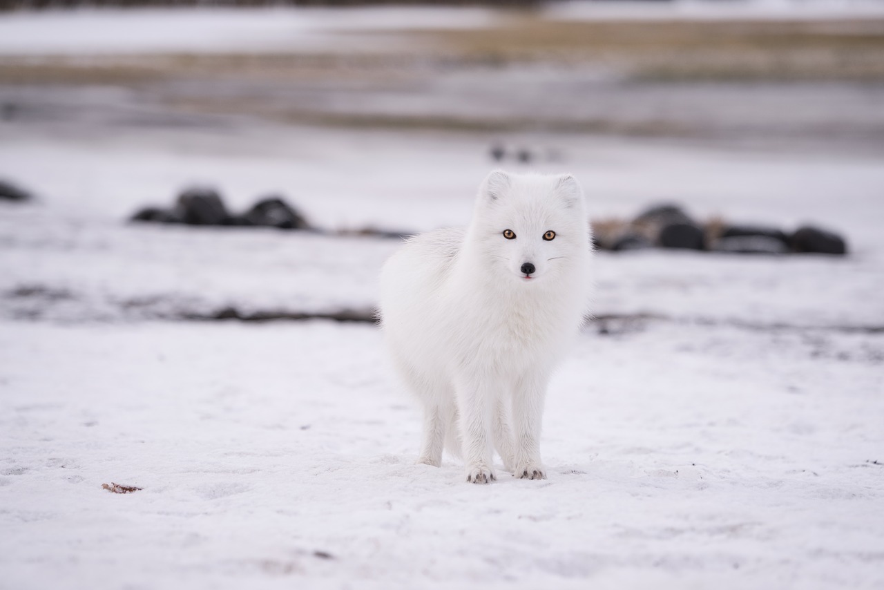 snow winter white free photo