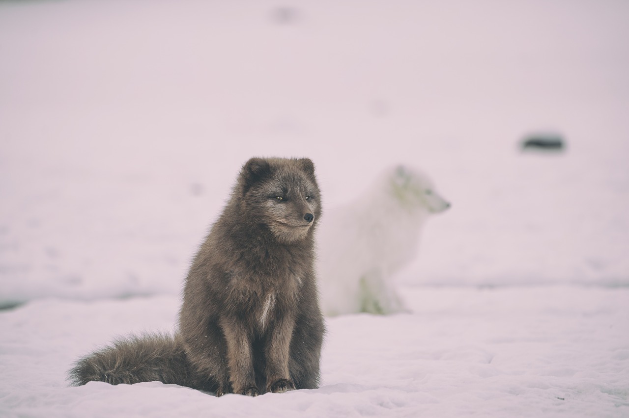 snow winter white free photo