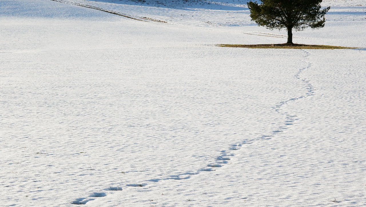 snow winter white free photo