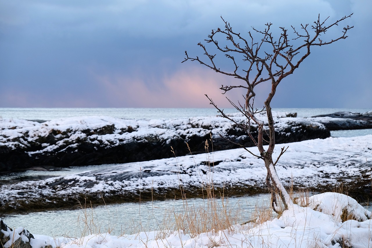 snow winter white free photo