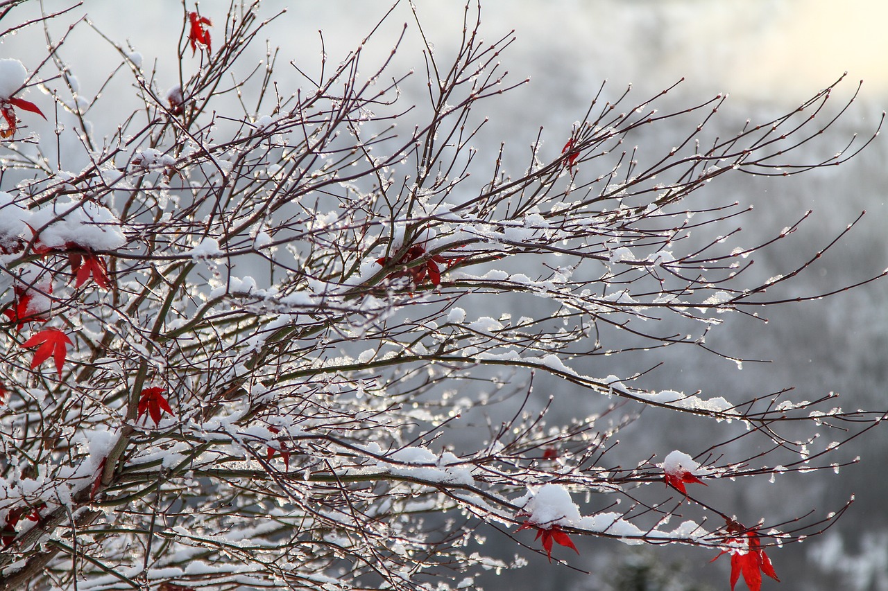 snow winter white free photo