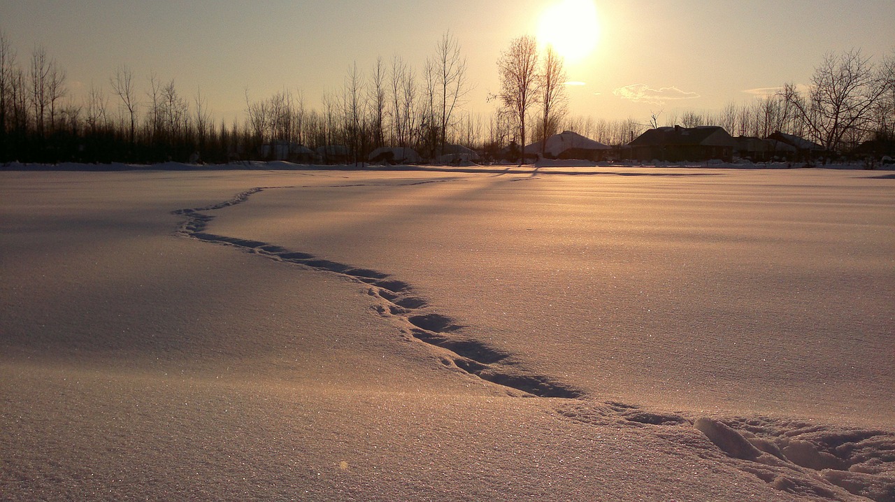 snow winter tracks free photo