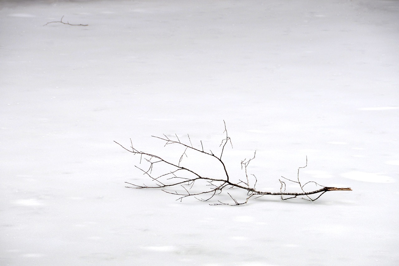 snow winter branch free photo